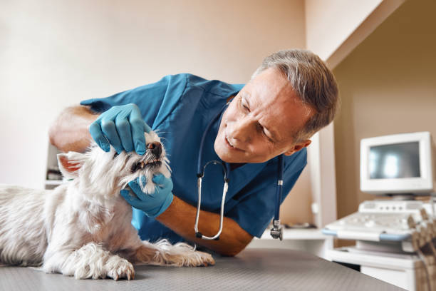 Trusted GA Emergency Dental Service Experts